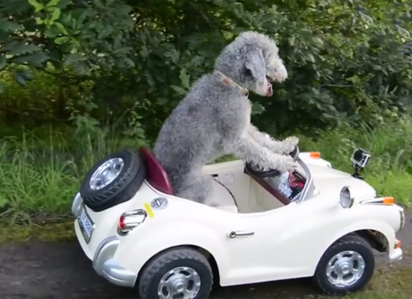 remote control car for dogs to ride in