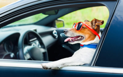 Pet Travel Tips for Your Summer Road Trip