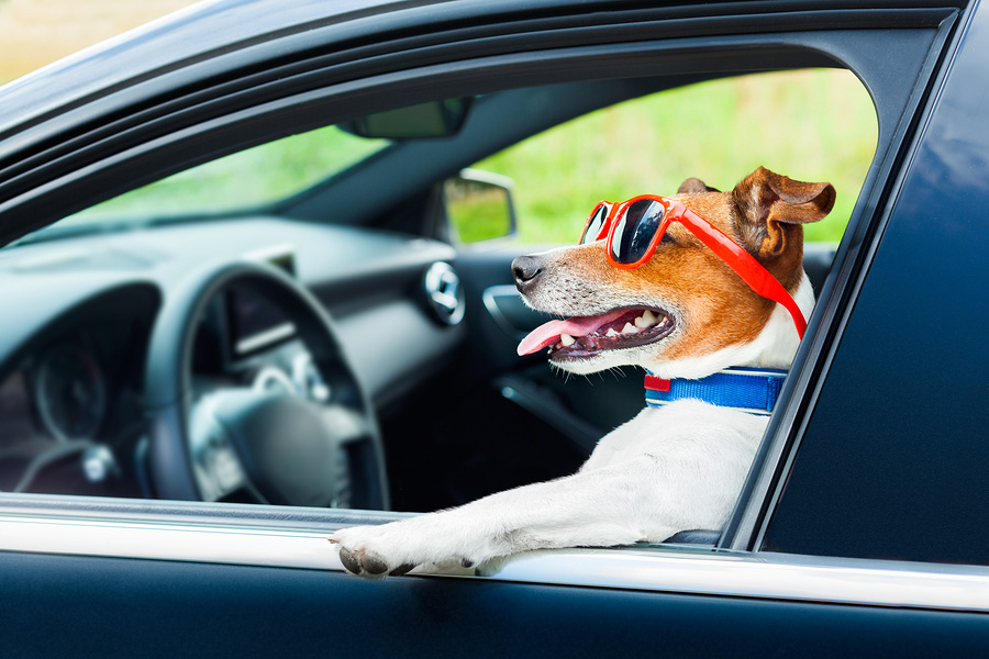Pet Travel Tips for Your Summer Road Trip