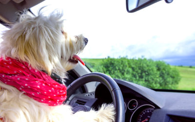 Tips for Traveling with Pets This Holiday Season