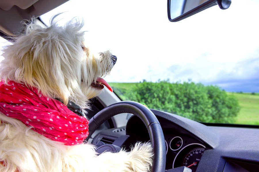 Tips for Traveling with Pets This Holiday Season