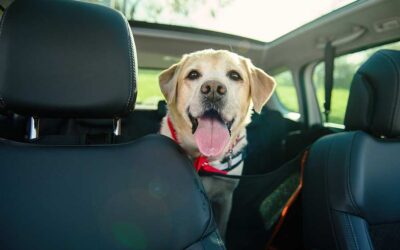 The Best Cars to Have When You Have a Dog