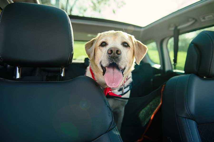 The Best Cars to Have When You Have a Dog